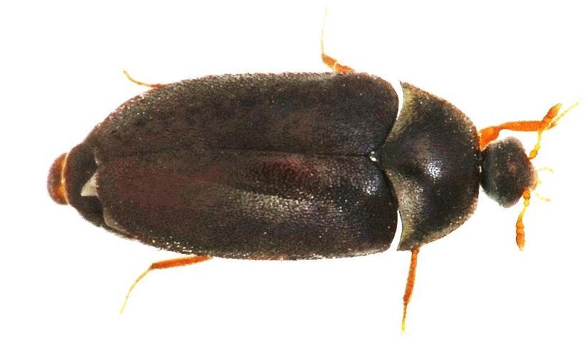 Dermestidae tra i panni: Attagenus unicolor, femmina